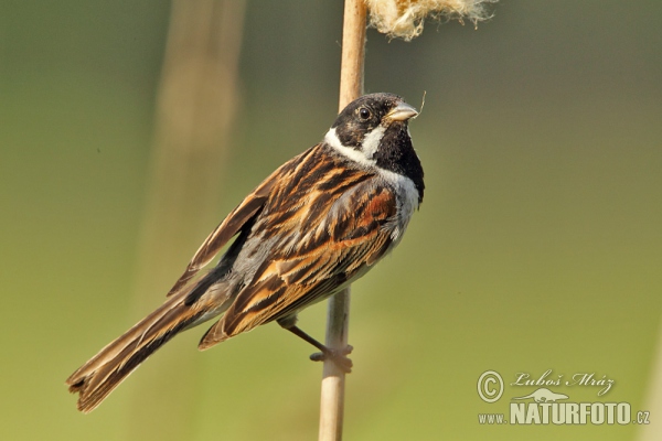 Rohrammer (Emberiza schoeniclus)