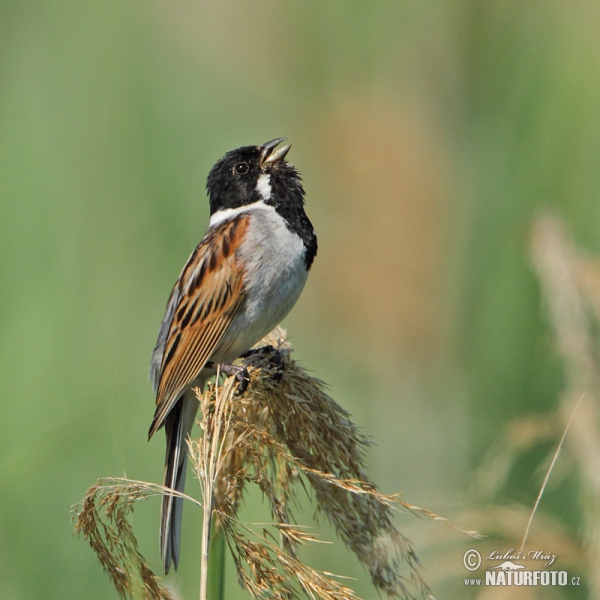 Rohrammer (Emberiza schoeniclus)