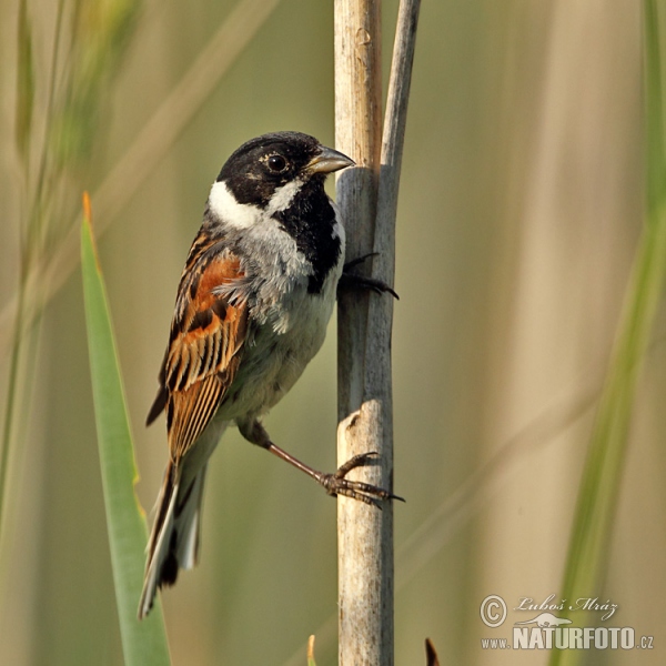 Rohrammer (Emberiza schoeniclus)