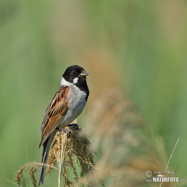 Rohrammer (Emberiza schoeniclus)