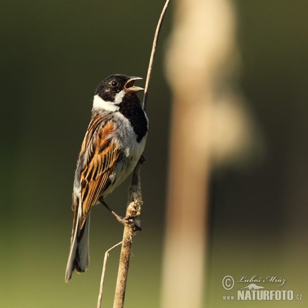 Rohrammer (Emberiza schoeniclus)