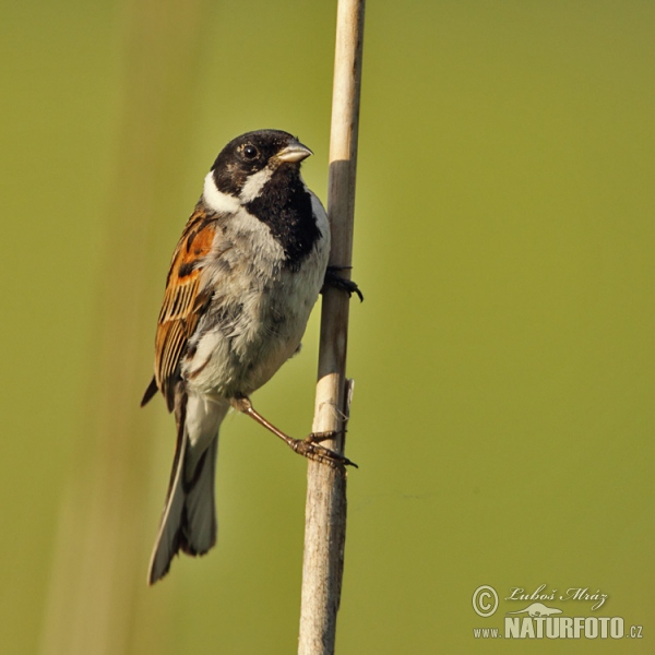 Rohrammer (Emberiza schoeniclus)