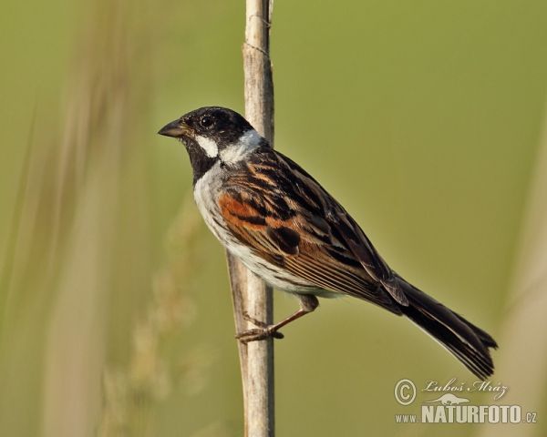 Rohrammer (Emberiza schoeniclus)