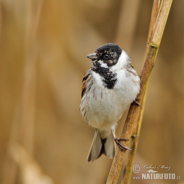 Rohrammer (Emberiza schoeniclus)