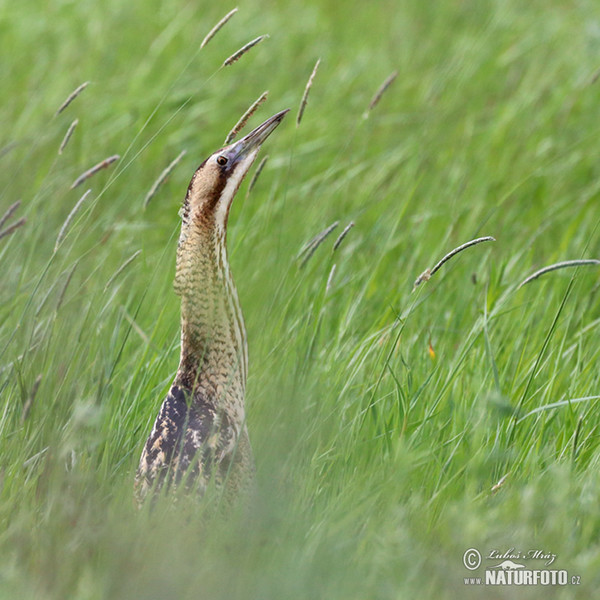 Rohrdommel (Botaurus stellaris)