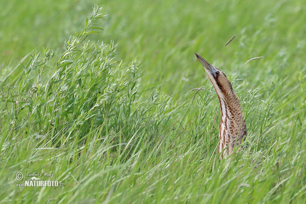 Rohrdommel (Botaurus stellaris)