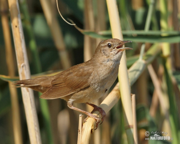 Rohrschwirl (Locustella luscinioides)