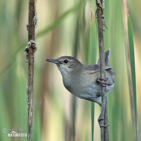 Rohrschwirl (Locustella luscinioides)