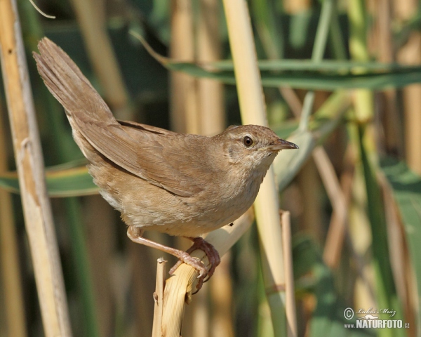 Rohrschwirl (Locustella luscinioides)