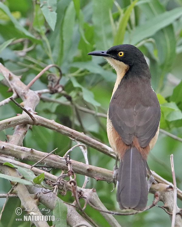 Rohrspottdrossel (Donacobius atricapilla)