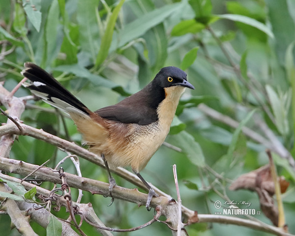 Rohrspottdrossel (Donacobius atricapilla)