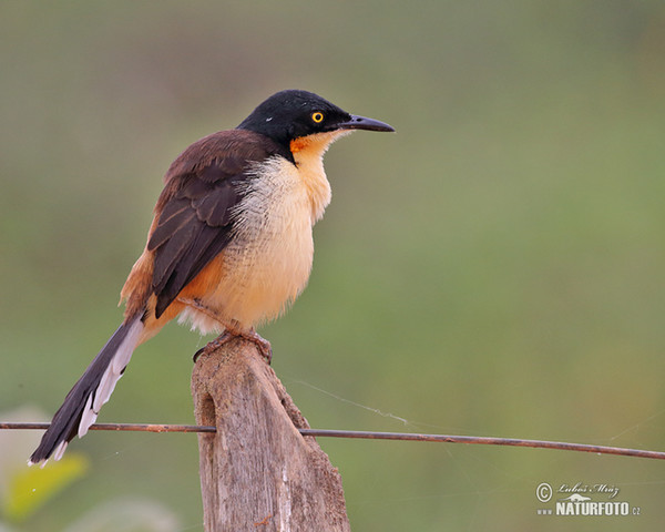 Rohrspottdrossel (Donacobius atricapilla)