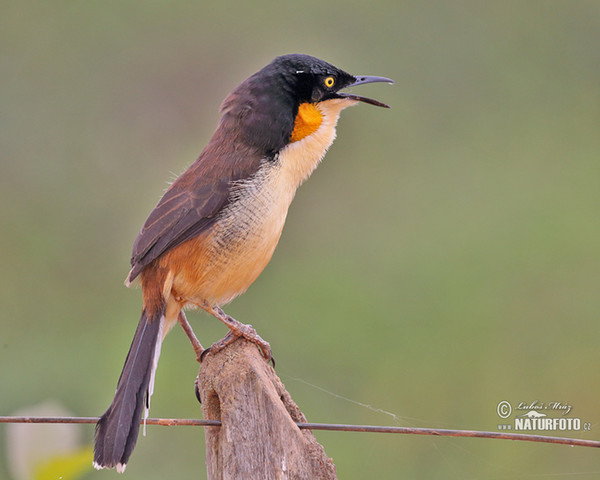 Rohrspottdrossel (Donacobius atricapilla)