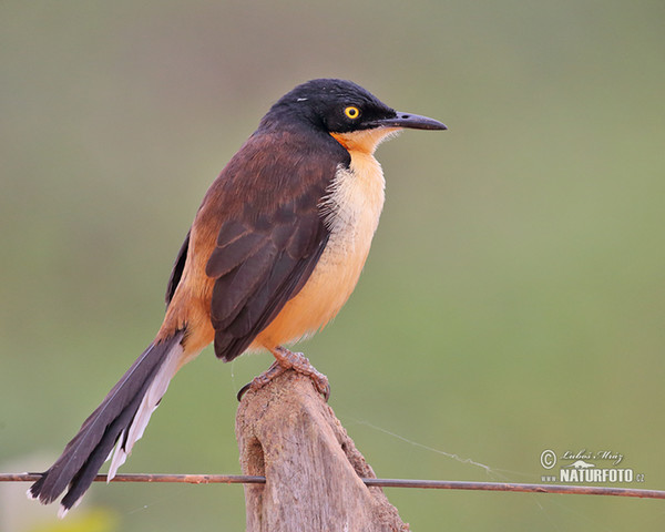 Rohrspottdrossel (Donacobius atricapilla)