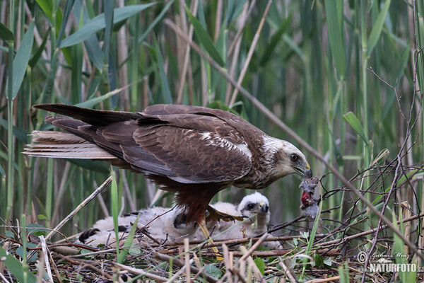 Rohrweihe (Circus aeruginosus)