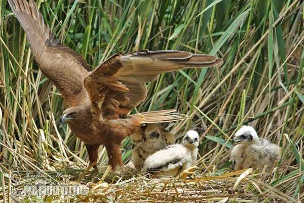 Rohrweihe (Circus aeruginosus)