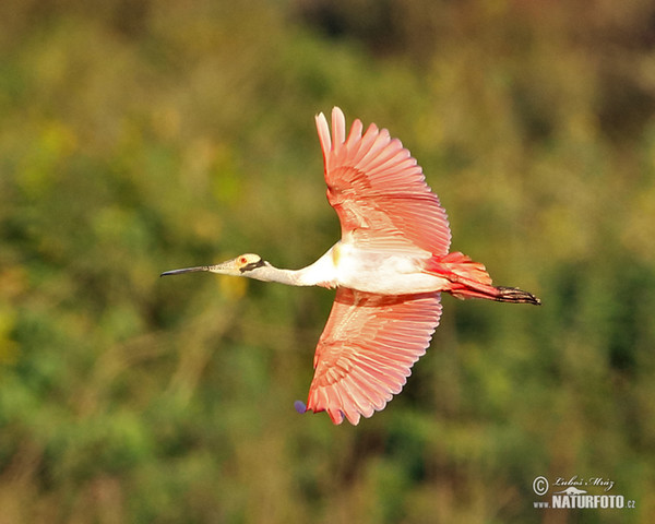 Rosalöffler (Platalea ajaja)