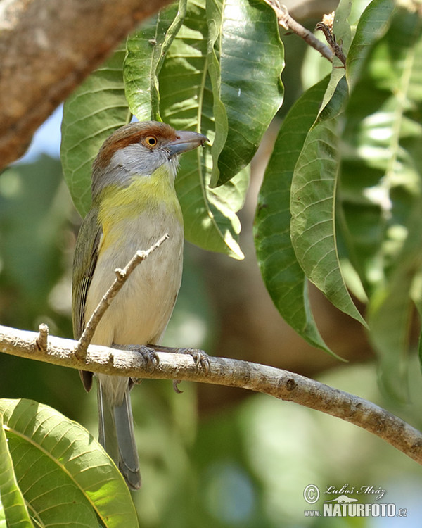 Rostbrauenvireo (Cyclarhis gujanensis)