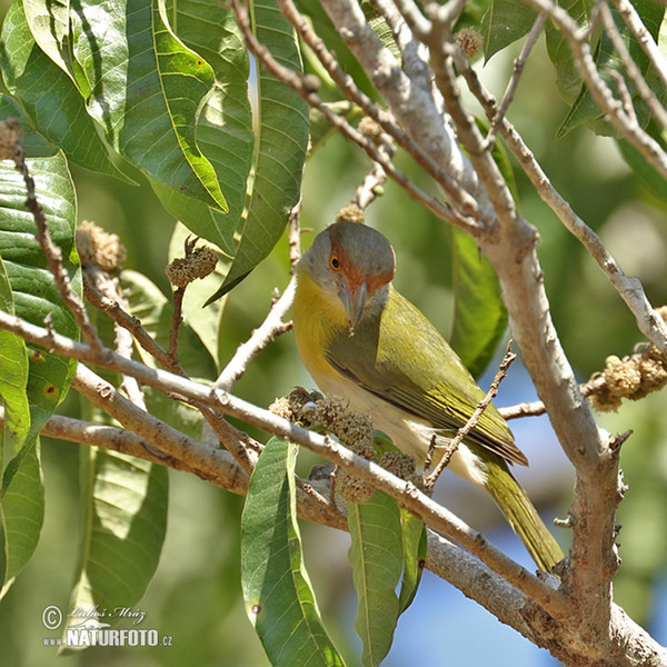 Rostbrauenvireo (Cyclarhis gujanensis)