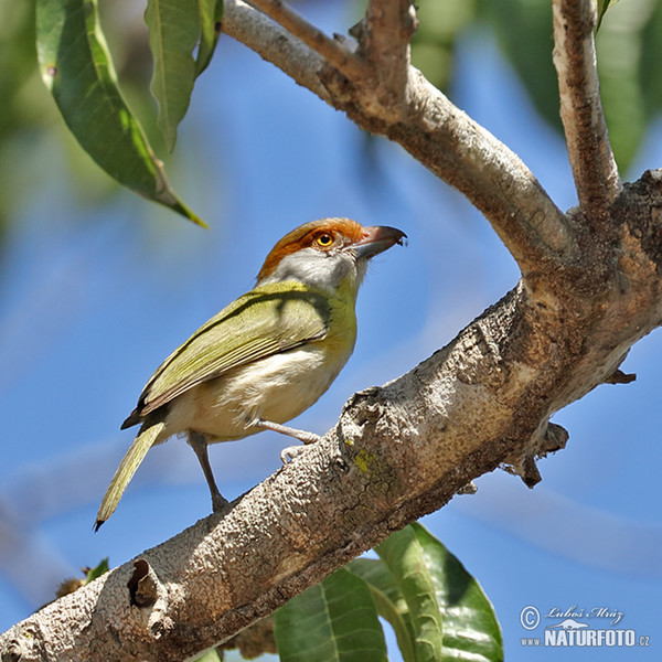 Rostbrauenvireo (Cyclarhis gujanensis)