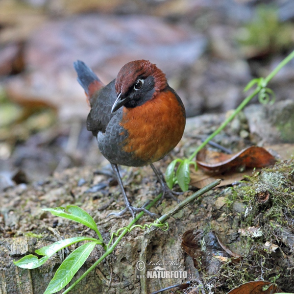 Rostbrust-Ameisendrossel (Formicarius rufipectus)