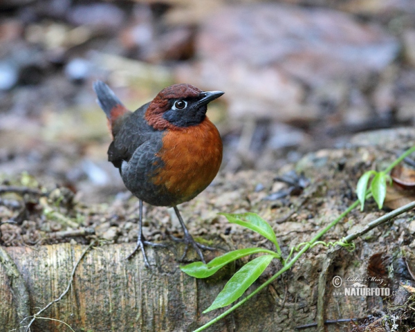 Rostbrust-Ameisendrossel (Formicarius rufipectus)