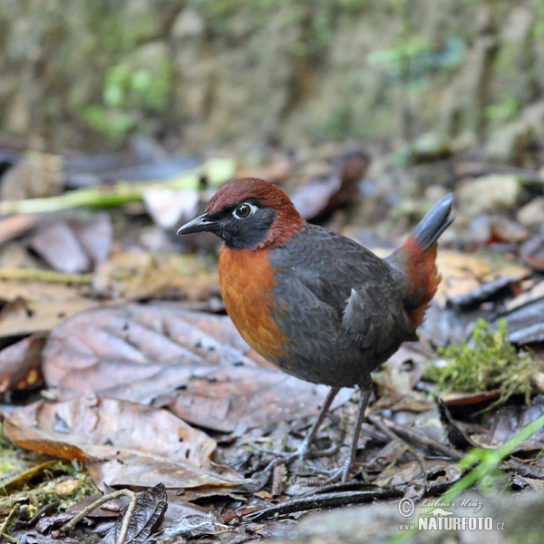 Rostbrust-Ameisendrossel (Formicarius rufipectus)