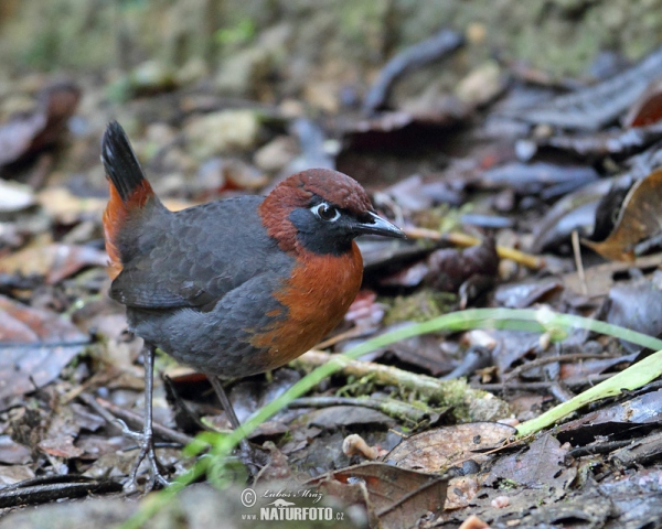 Rostbrust-Ameisendrossel (Formicarius rufipectus)