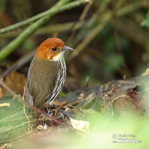 Rostkappen-Ameisenpitta (Grallaria ruficapilla)