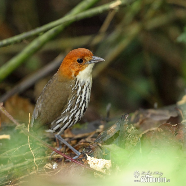 Rostkappen-Ameisenpitta (Grallaria ruficapilla)