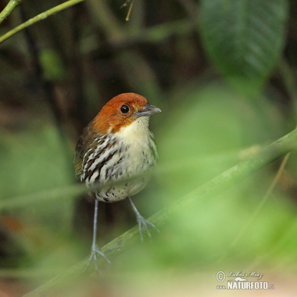 Rostkappen-Ameisenpitta (Grallaria ruficapilla)