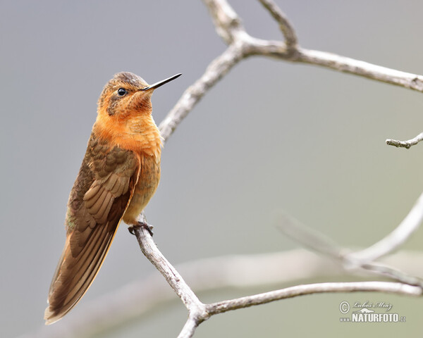 Rostkolibri (Aglaeactis cupripennis)