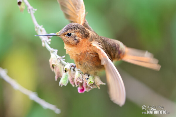 Rostkolibri (Aglaeactis cupripennis)