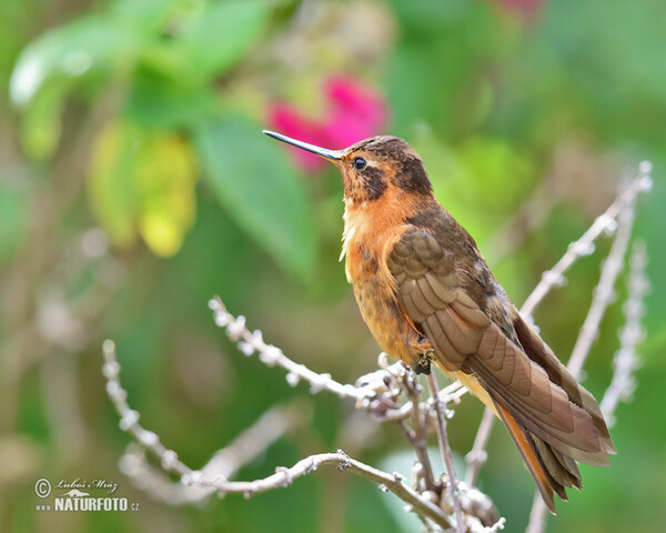 Rostkolibri (Aglaeactis cupripennis)