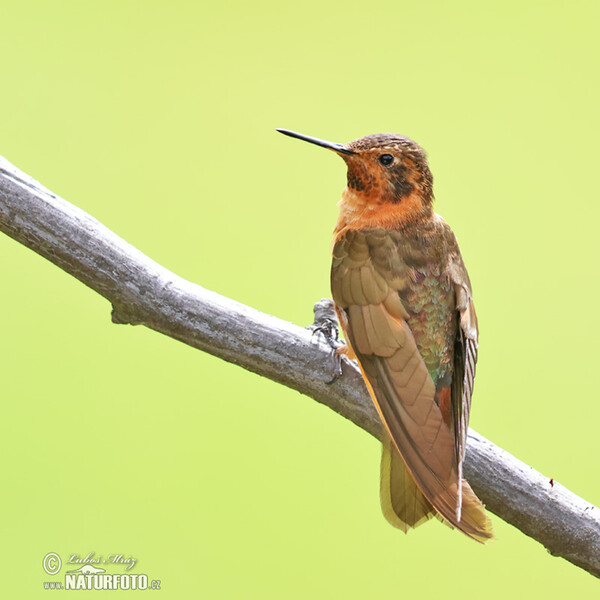 Rostkolibri (Aglaeactis cupripennis)