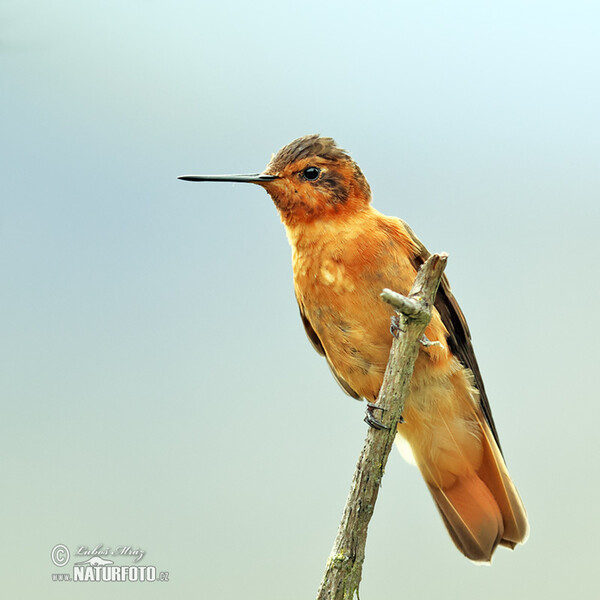 Rostkolibri (Aglaeactis cupripennis)