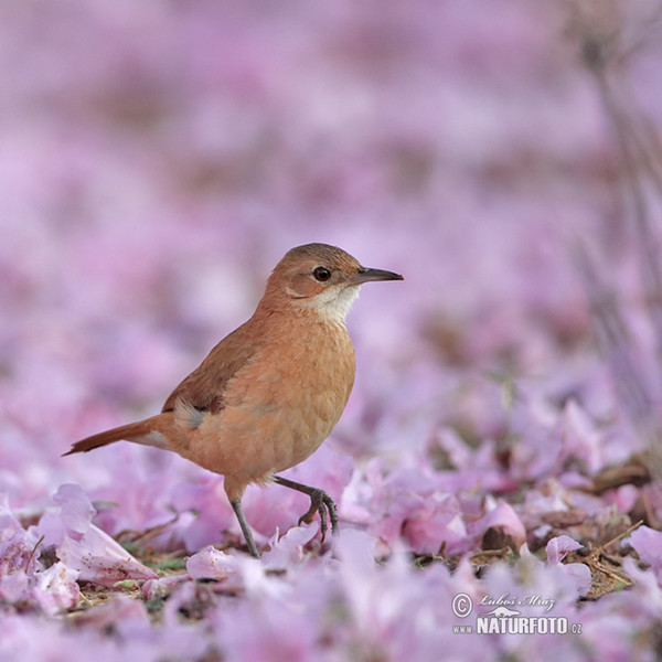 Rosttöpfer (Furnarius rufus)