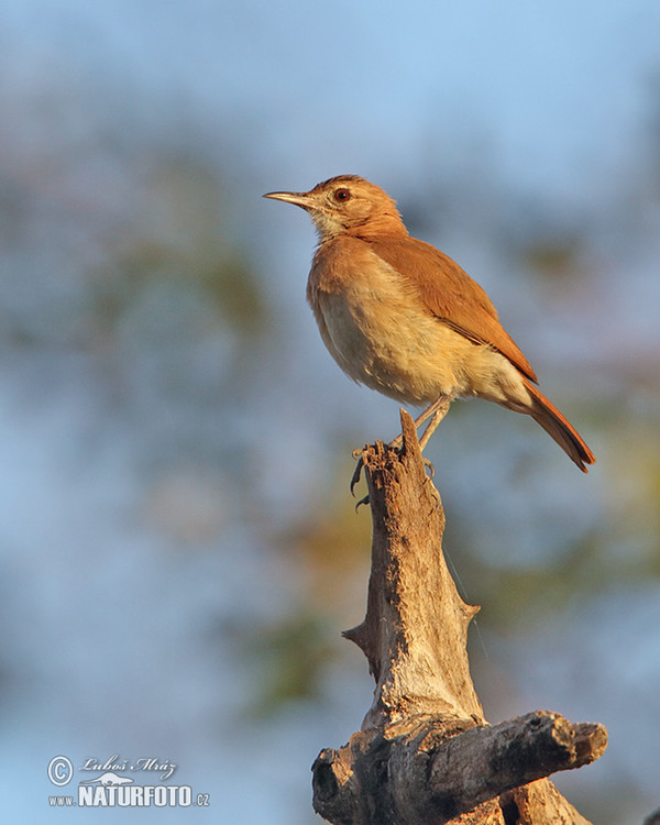 Rosttöpfer (Furnarius rufus)