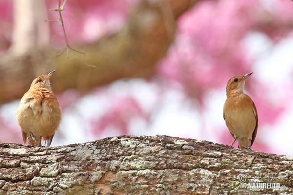 Rosttöpfer (Furnarius rufus)