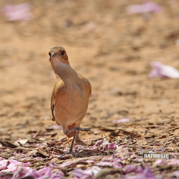 Rosttöpfer (Furnarius rufus)