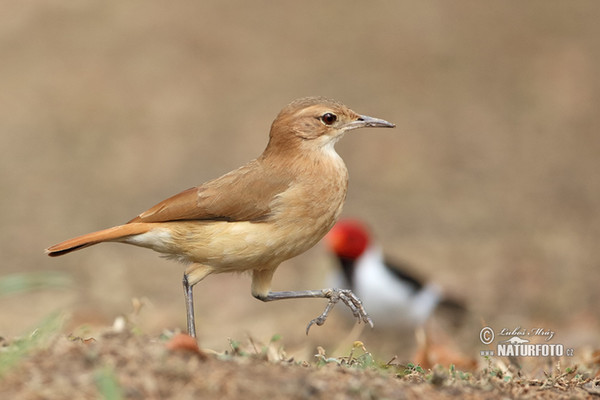 Rosttöpfer (Furnarius rufus)