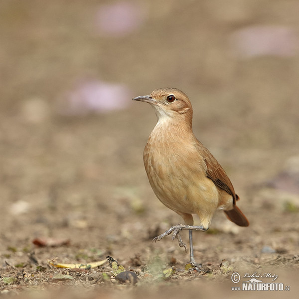 Rosttöpfer (Furnarius rufus)