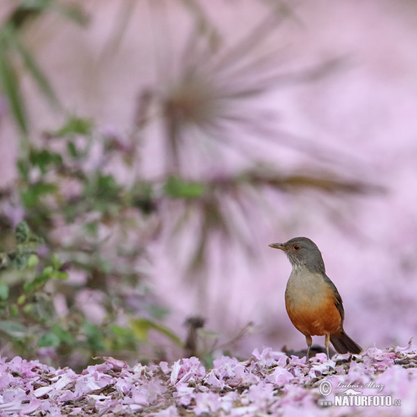 Rotbauchdrossel (Turdus rufiventris)