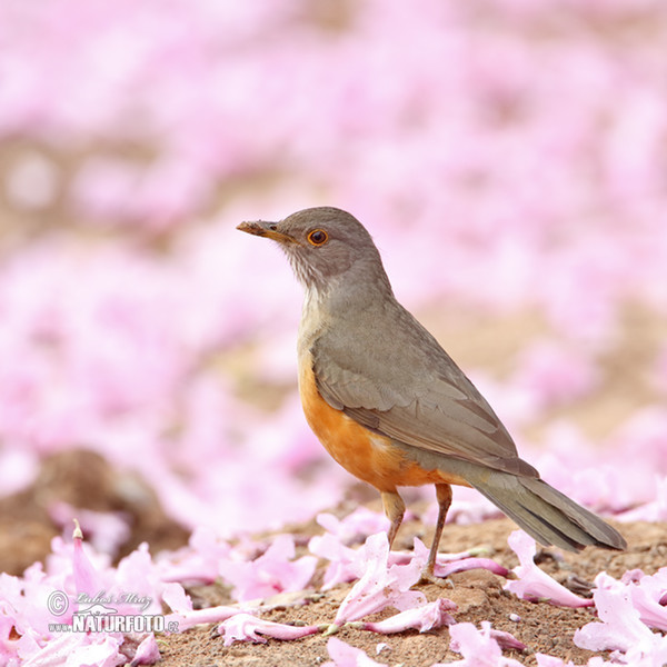 Rotbauchdrossel (Turdus rufiventris)