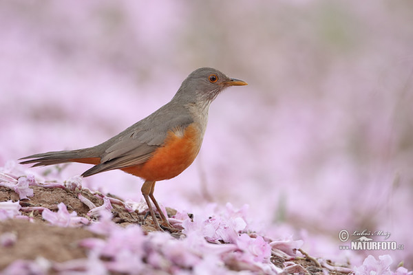 Rotbauchdrossel (Turdus rufiventris)