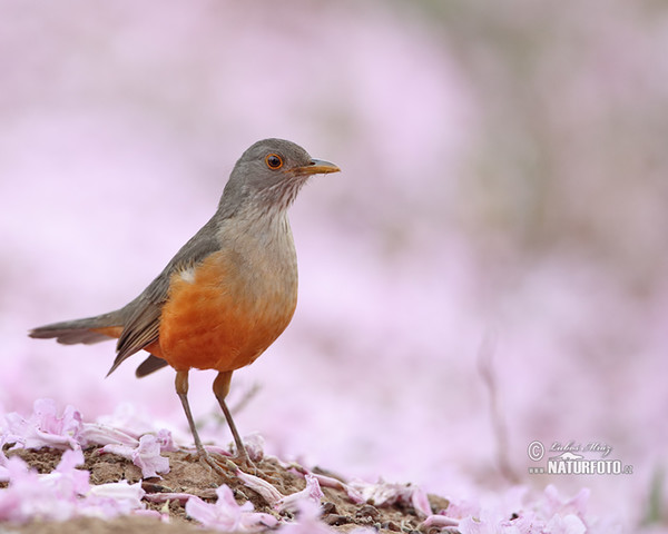 Rotbauchdrossel (Turdus rufiventris)