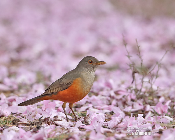 Rotbauchdrossel (Turdus rufiventris)