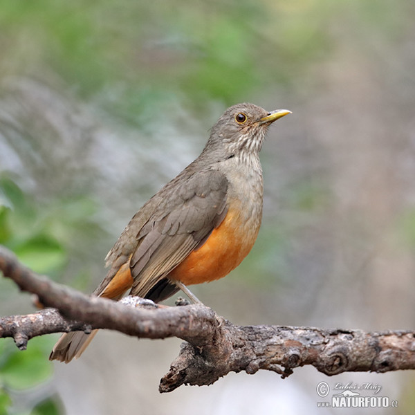 Rotbauchdrossel (Turdus rufiventris)