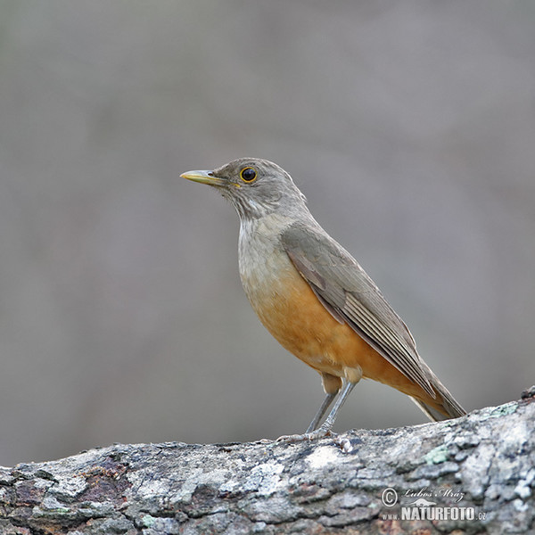 Rotbauchdrossel (Turdus rufiventris)