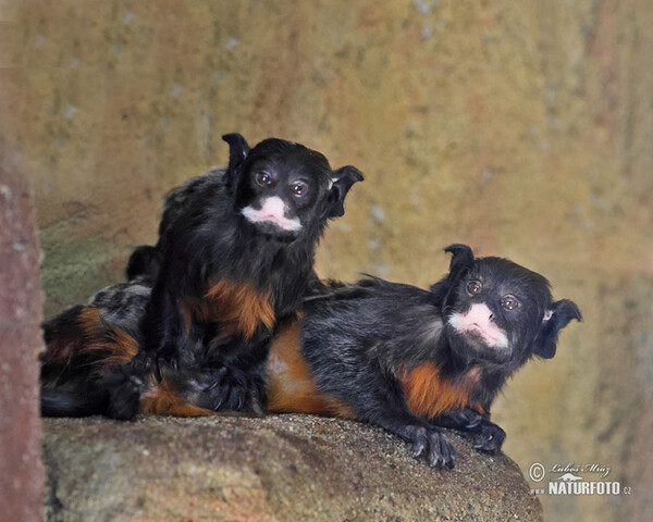 Rotbauchtamarin (Saguinus labiatus)